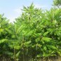 Staghorn Sumac Rhus typhina 100 Seeds