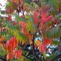 Staghorn Sumac Rhus typhina 100 Seeds
