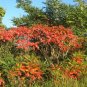 Staghorn Sumac Rhus typhina 100 Seeds
