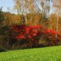 Staghorn Sumac Rhus typhina 100 Seeds