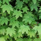 Norway Maple Acer platanoides 100 Seeds Norway Maple Acer platanoides 100 Seeds