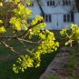 Norway Maple Acer platanoides 100 Seeds