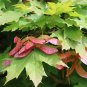 Norway Maple Acer platanoides 100 Seeds