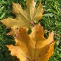 Norway Maple Acer platanoides 100 Seeds