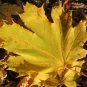 Norway Maple Acer platanoides 100 Seeds