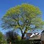 Norway Maple Acer platanoides 100 Seeds
