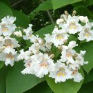 Northern Catalpa Catalpa speciosa 100 Seeds