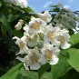 Northern Catalpa Catalpa speciosa 100 Seeds
