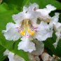 Northern Catalpa Catalpa speciosa 100 Seeds