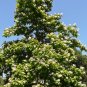 Northern Catalpa Catalpa speciosa 100 Seeds