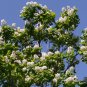 Northern Catalpa Catalpa speciosa 100 Seeds