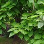 Northern Catalpa Catalpa speciosa 100 Seeds