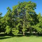 Northern Catalpa Catalpa speciosa 100 Seeds