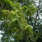 Northern Catalpa Catalpa speciosa 100 Seeds
