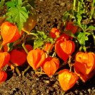 Chinese Lantern Physalis alkekengi 100 Seeds Chinese Lantern Physalis alkekengi 100 Seeds
