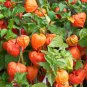 Chinese Lantern Physalis alkekengi 100 Seeds