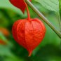 Chinese Lantern Physalis alkekengi 100 Seeds