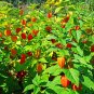 Chinese Lantern Physalis alkekengi 100 Seeds