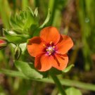 Scarlet Pimpernel Anagallis arvensis 200 Seeds Scarlet Pimpernel Anagallis arvensis 200 Seeds