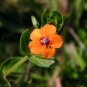 Scarlet Pimpernel Anagallis arvensis 200 Seeds