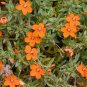 Scarlet Pimpernel Anagallis arvensis 200 Seeds
