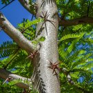 Honey Locust Gleditsia triacanthos 100 Seeds