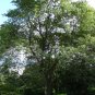 Honey Locust Gleditsia triacanthos 100 Seeds