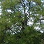 Honey Locust Gleditsia triacanthos 100 Seeds