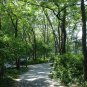 Honey Locust Gleditsia triacanthos 100 Seeds