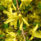 Weeping Forsythia Forsythia suspensa 100 Seeds Weeping Forsythia Forsythia suspensa 100 Seeds