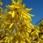 Weeping Forsythia Forsythia suspensa 100 Seeds