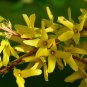 Weeping Forsythia Forsythia suspensa 100 Seeds