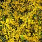 Weeping Forsythia Forsythia suspensa 100 Seeds