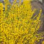 Weeping Forsythia Forsythia suspensa 100 Seeds
