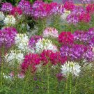 Spider Flower Mix Cleome hassleriana 100 Seeds Spider Flower Mix Cleome hassleriana 100 Seeds