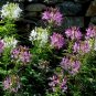 Spider Flower Mix Cleome hassleriana 100 Seeds