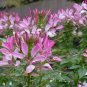 Spider Flower Mix Cleome hassleriana 100 Seeds