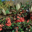 Red Clusterberry Cotoneaster parneyi 100 Seeds