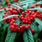Red Clusterberry Cotoneaster parneyi 100 Seeds