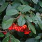 Red Clusterberry Cotoneaster parneyi 100 Seeds