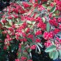 Red Clusterberry Cotoneaster parneyi 100 Seeds