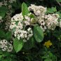Red Clusterberry Cotoneaster parneyi 100 Seeds