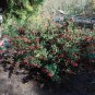 Red Clusterberry Cotoneaster parneyi 100 Seeds