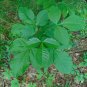 Hop Tree Wafer Ash Ptelea trifoliata 100 Seeds