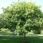 Hop Tree Wafer Ash Ptelea trifoliata 100 Seeds