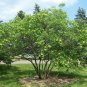 Hop Tree Wafer Ash Ptelea trifoliata 100 Seeds