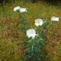 White Prickly Poppy Argemone albiflora 20 Seeds