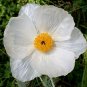 White Prickly Poppy Argemone albiflora 20 Seeds