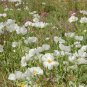 White Prickly Poppy Argemone albiflora 20 Seeds