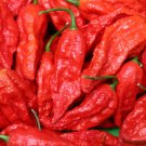 Ghost Pepper 20 Seeds Bhut Jolokia Capsicum chinense Ghost Pepper 20 Seeds Bhut Jolokia Capsicum chinense